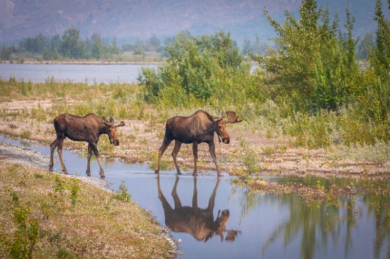 086 Palmer, Knik Glacier, elanden.jpg